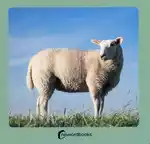 ANIMALES DE LA GRANJA